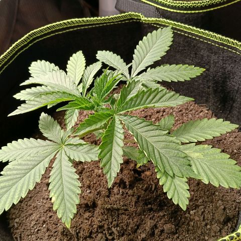 Genética desconocida growlog timeline photo
