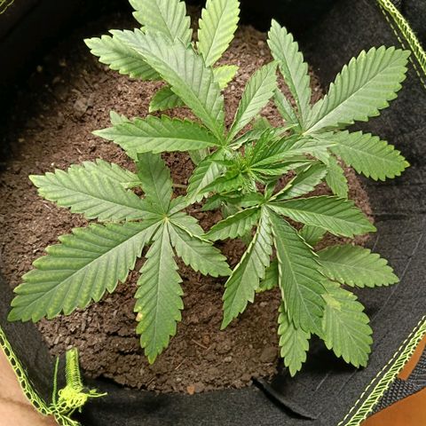 Genética desconocida growlog timeline photo