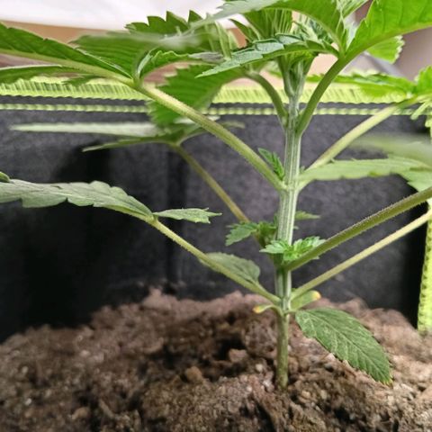 Genética desconocida growlog timeline photo