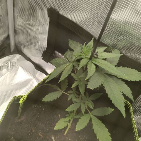 Genética desconocida - Amigo guayota growlog photo: Mañana siguiente tras regado con aumento del volumen junto con el fertilizado justo antes de periodo nocturno.