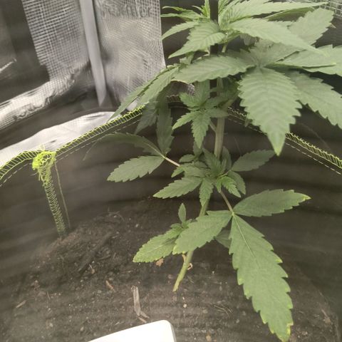 Genética desconocida - Amigo guayota growlog photo: Mañana siguiente tras regado con aumento del volumen junto con el fertilizado justo antes de periodo nocturno.