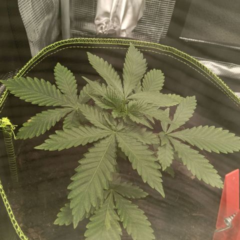 Genética desconocida growlog timeline photo