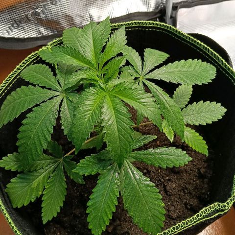 Genética desconocida growlog timeline photo
