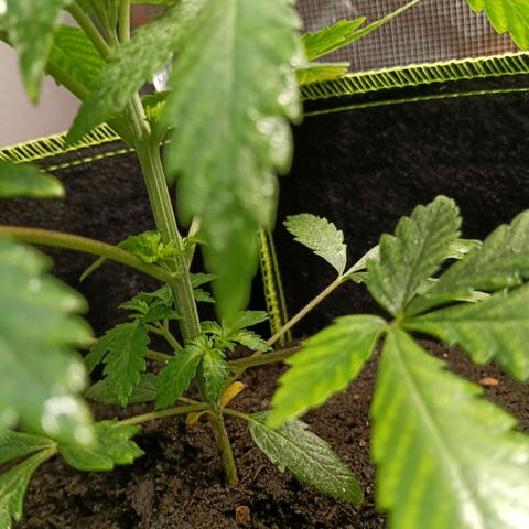 Genética desconocida growlog timeline photo