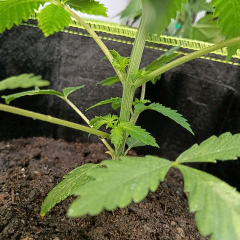 Genética desconocida growlog timeline photo