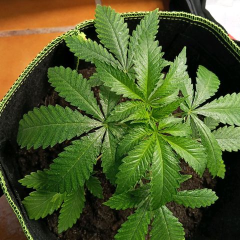 Genética desconocida growlog timeline photo