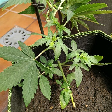 Genética desconocida - Amigo guayota growlog timeline photo