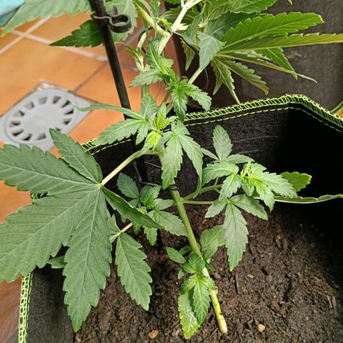 Genética desconocida - Amigo guayota growlog timeline photo