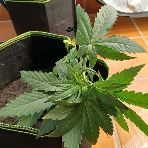 Genética desconocida - Amigo guayota growlog timeline photo