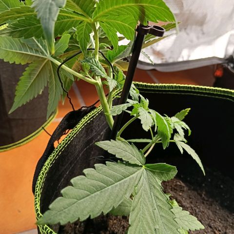 Genética desconocida - Amigo guayota growlog timeline photo