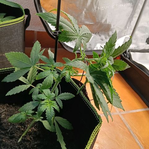 Genética desconocida - Amigo guayota growlog timeline photo