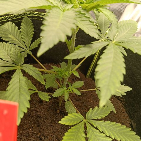 Genética desconocida growlog timeline photo