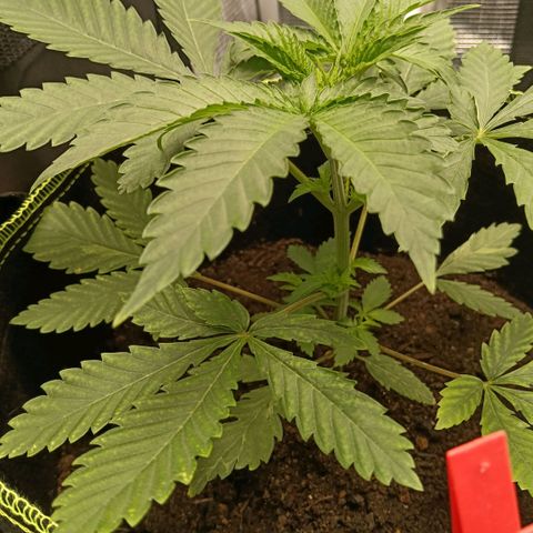 Genética desconocida growlog timeline photo