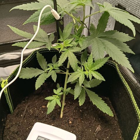 Genética desconocida - Amigo guayota growlog timeline photo