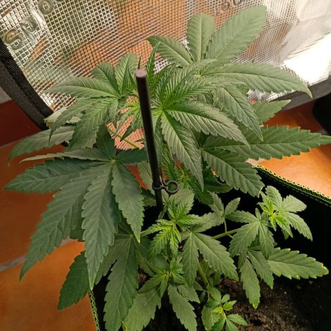 Genética desconocida - Amigo guayota growlog timeline photo