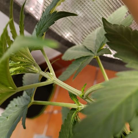 Genética desconocida - Amigo guayota growlog timeline photo
