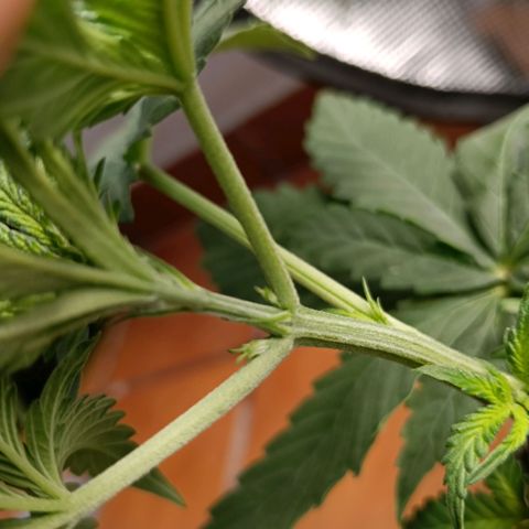 Genética desconocida - Amigo guayota growlog timeline photo