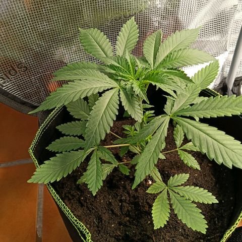 Genética desconocida growlog timeline photo
