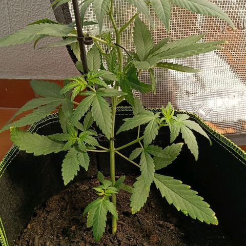 Genética desconocida - Amigo guayota growlog timeline photo