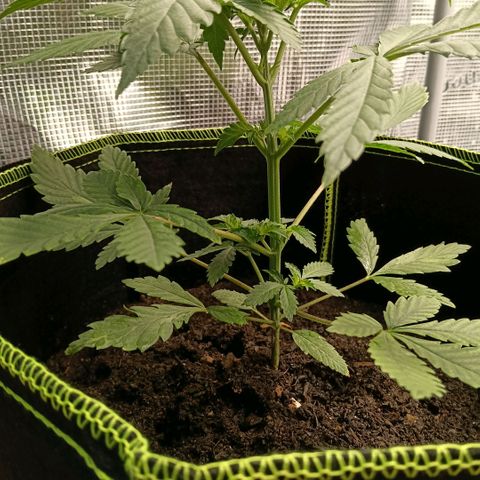 Genética desconocida growlog timeline photo