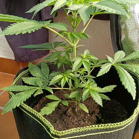 Genética desconocida growlog timeline photo