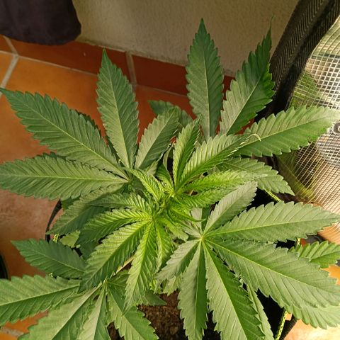 Genética desconocida growlog timeline photo