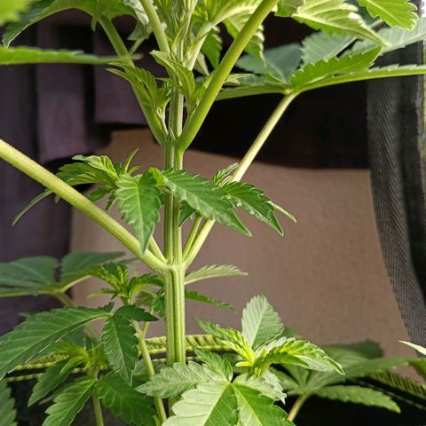 Genética desconocida growlog timeline photo