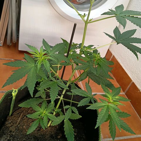 Genética desconocida - Amigo guayota growlog timeline photo