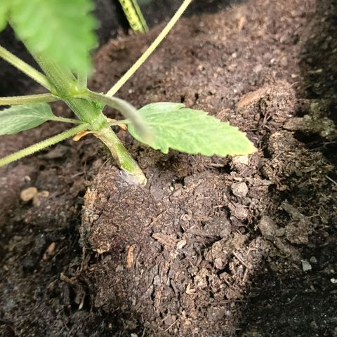 Genética desconocida - Amigo guayota growlog timeline photo