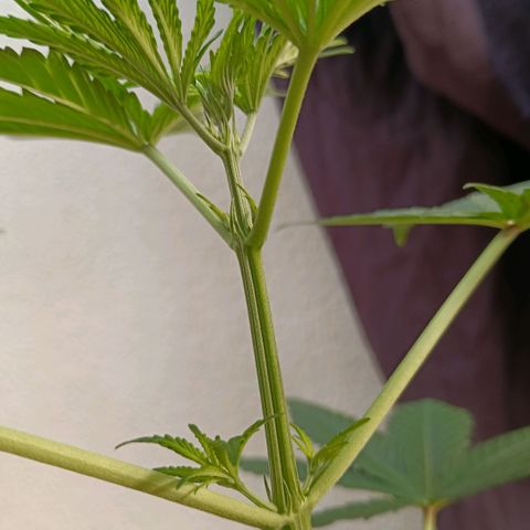 Genética desconocida - Amigo guayota growlog timeline photo