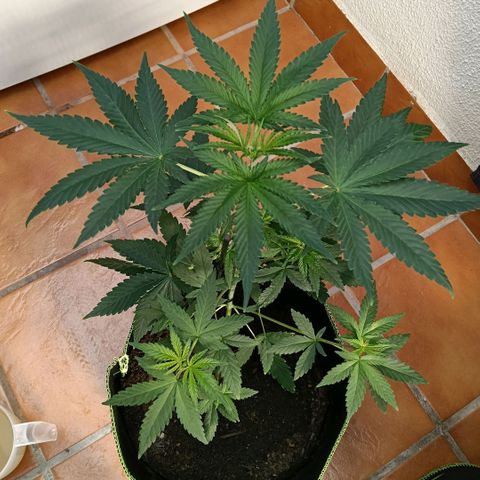 Genética desconocida - Amigo guayota growlog timeline photo