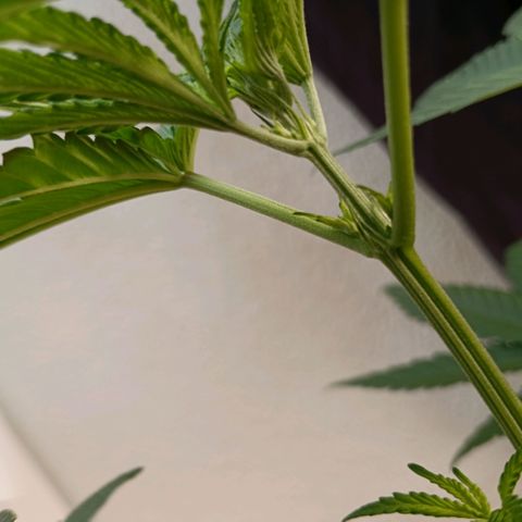Genética desconocida - Amigo guayota growlog timeline photo