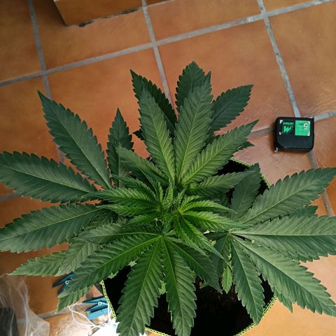 Genética desconocida growlog photo: Ligeros amarres de hojas para facilitar flujo de iré y entrada de luz