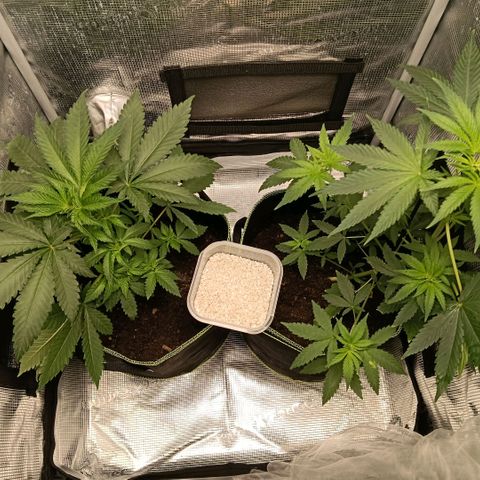 Genética desconocida growlog photo: Ligeros amarres de hojas para facilitar flujo de iré y entrada de luz