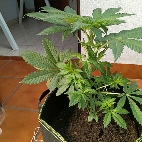 Genética desconocida growlog photo: Ligeros amarres de hojas para facilitar flujo de iré y entrada de luz