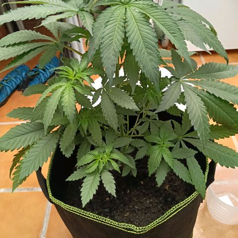 Genética desconocida growlog timeline photo