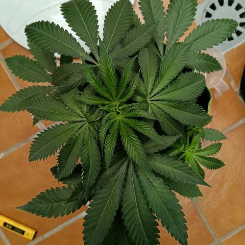Genética desconocida growlog timeline photo