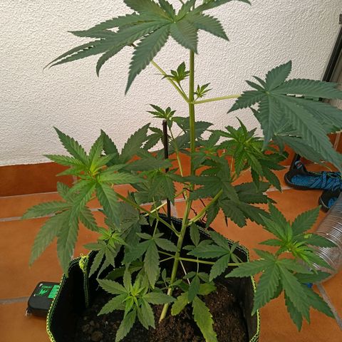 Genética desconocida - Amigo guayota growlog timeline photo