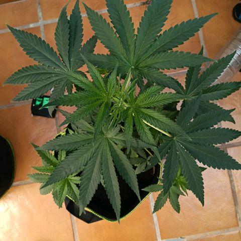 Genética desconocida - Amigo guayota growlog timeline photo