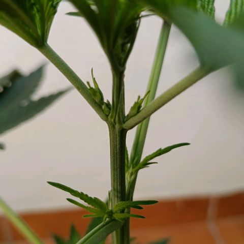 Genética desconocida - Amigo guayota growlog timeline photo