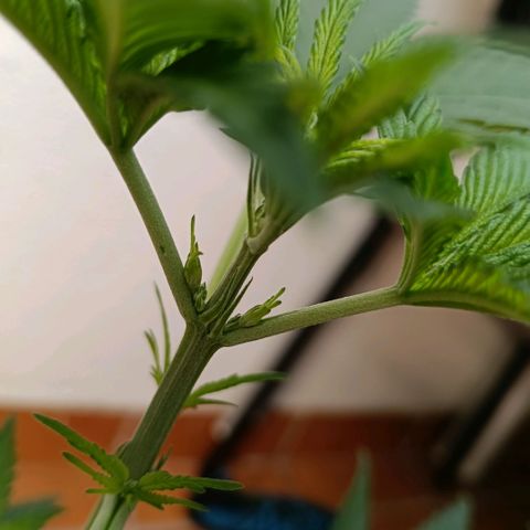 Genética desconocida - Amigo guayota growlog timeline photo