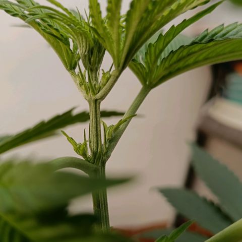 Genética desconocida - Amigo guayota growlog timeline photo