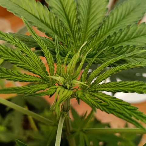 Genética desconocida - Amigo guayota growlog timeline photo
