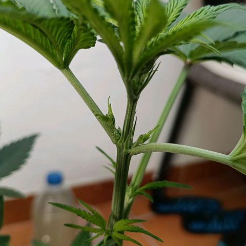 Genética desconocida - Amigo guayota growlog timeline photo