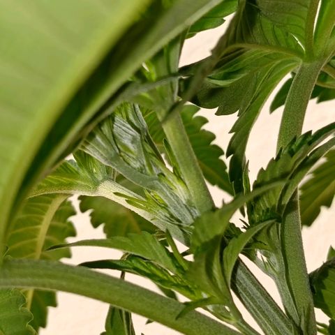 Genética desconocida - Amigo guayota growlog timeline photo