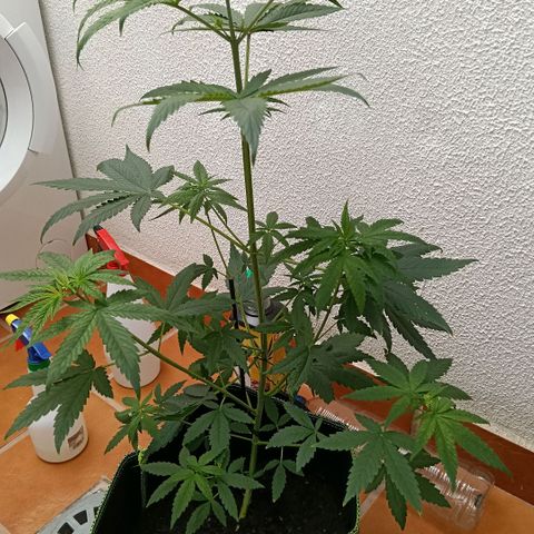 Genética desconocida - Amigo guayota growlog timeline photo