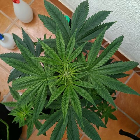 Genética desconocida - Amigo guayota growlog timeline photo