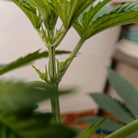 Genética desconocida - Amigo guayota growlog timeline photo