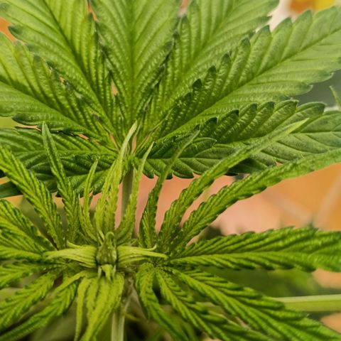 Genética desconocida - Amigo guayota growlog timeline photo