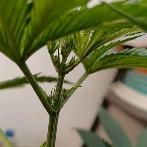 Genética desconocida - Amigo guayota growlog timeline photo